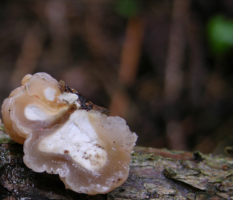 Scende la pioggia.....ma si va...